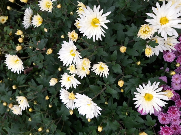 Buntes Blumenbeet in Weiß und Lila im Frühjahr. Eingelassene Nahaufnahme mit einer Ansicht von oben. Weicher Fokus