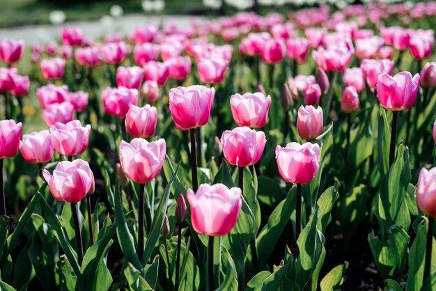 Buntes Blumenbeet mit rosa Tulpen