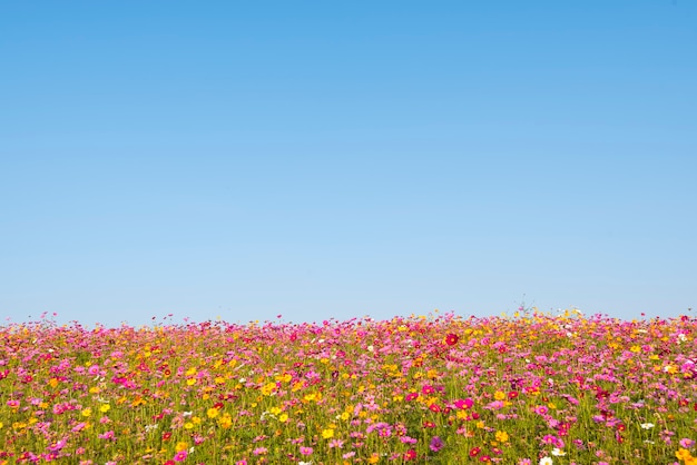 Buntes Blumenfeld mit Hintergrund des blauen Himmels.