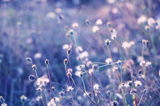 Buntes Blumengras für Hintergrund