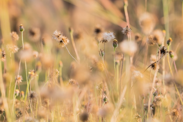 Foto buntes blumengras gemacht mit steigung für hintergrund