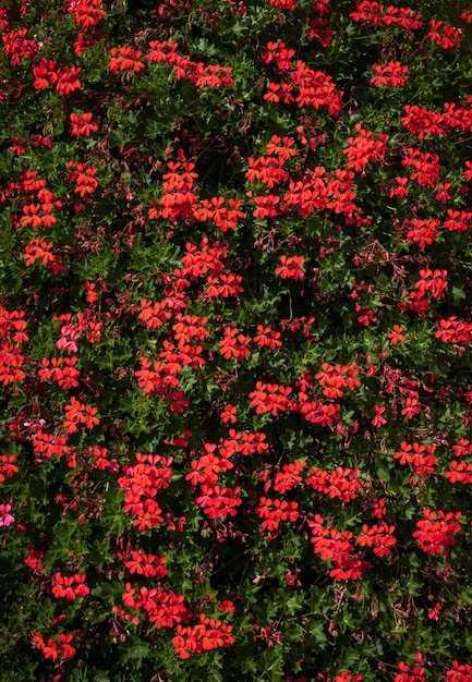 Buntes Blumenlaub