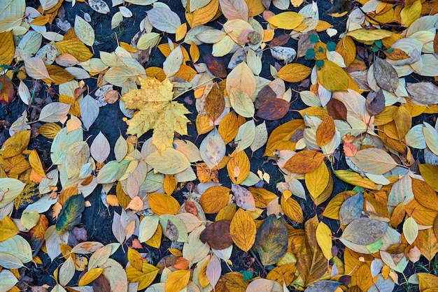 Buntes buntes Herbstlaub aus den Grund für natürlichen Hintergrund und für Tapete
