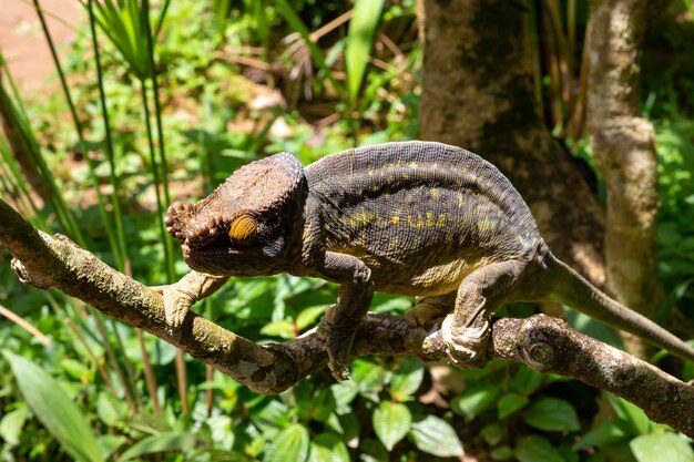 Buntes Chamäleon auf einem Zweig in einem Nationalpark auf der Insel Madagaskar