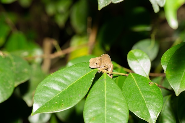 Buntes Chamäleon in einer Nahaufnahme im Regenwald in Madagaskar.