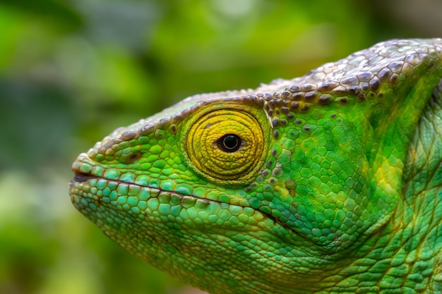 Buntes Chamäleon in einer Nahaufnahme im Regenwald in Madagaskar.