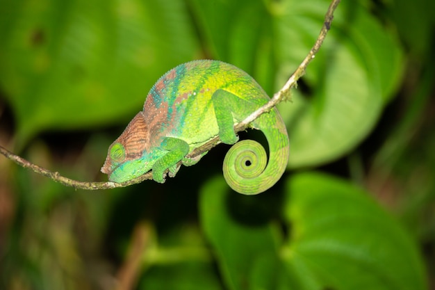 Buntes Chamäleon in einer Nahaufnahme im Regenwald in Madagaskar.