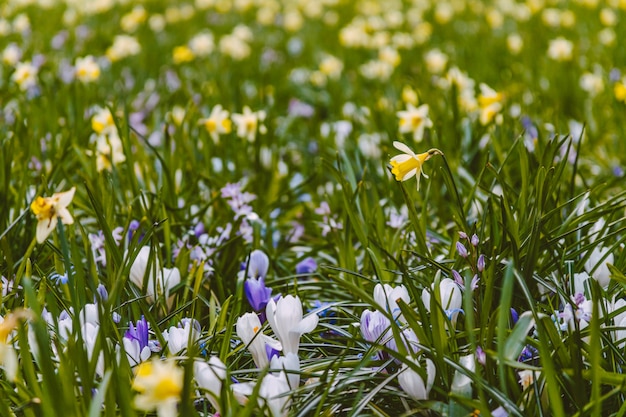 Buntes Frühlingsblumenbeet mit Krokussen und Narzissen