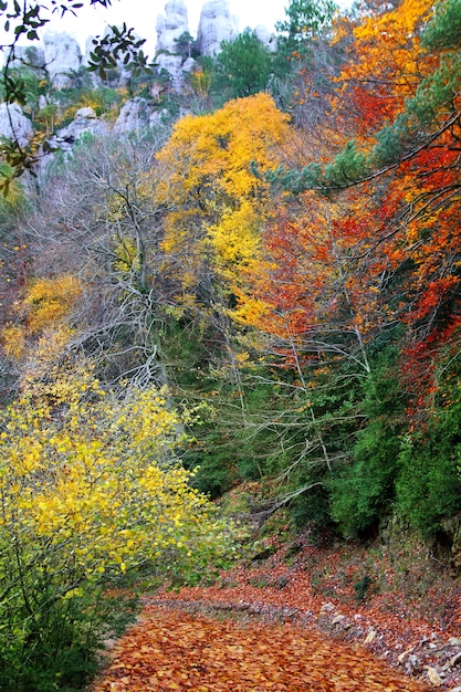 Buntes goldenes Gelb des Herbstfalls lässt Buchenwald