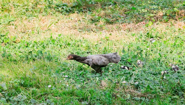 buntes Henne gehend ruhig auf grüner Wiese