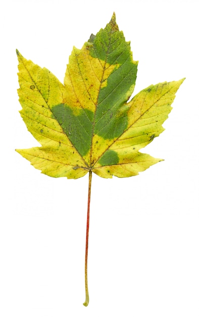 Foto buntes herbstahornblatt lokalisiert