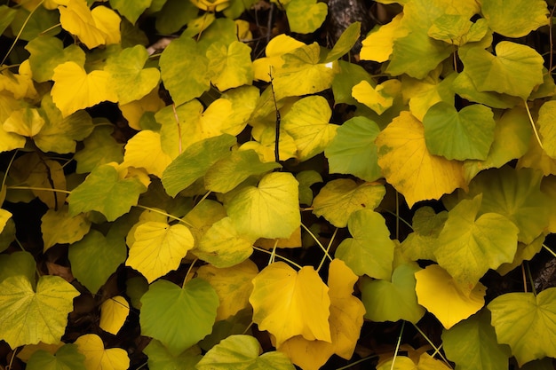 Foto buntes herbstlaub im wald