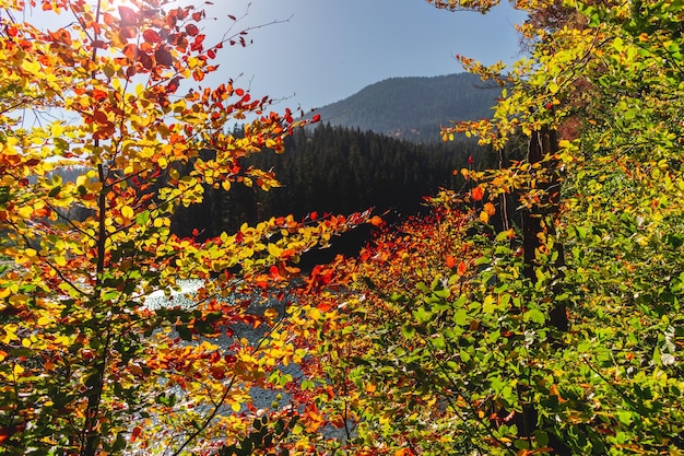 Buntes Herbstlaub in den Bergen