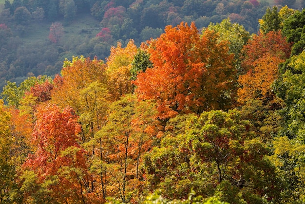 Buntes Herbstlaub in West Virginia