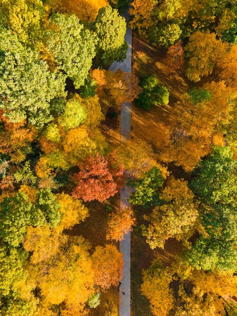 Buntes Herbstlaub und Fußwegmuster in