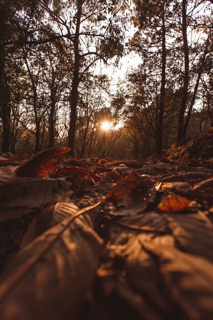 Buntes Herbstlaub