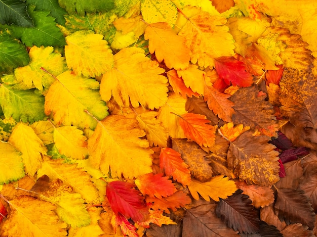 Buntes Herbstlaub