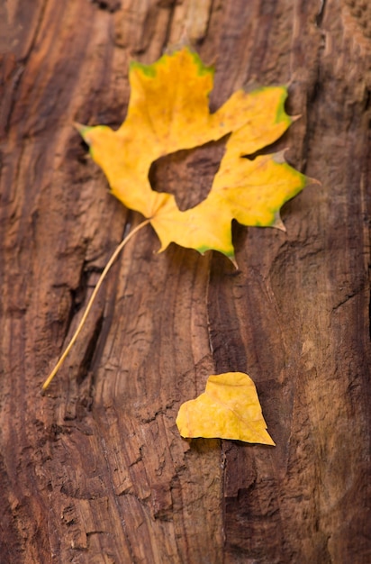 Buntes Herz gemacht vom Herbstlaub auf einem hölzernen Hintergrund.