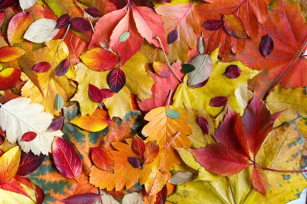 Buntes Hintergrundbild von gefallenen Herbstblättern