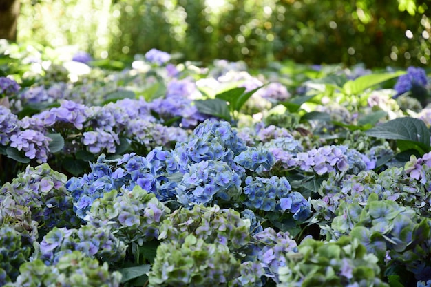 Buntes Hortensieblumenfeld der Nahaufnahme.