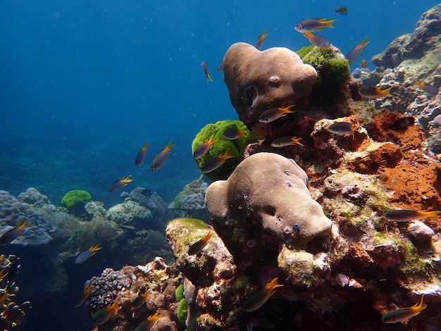 Buntes Korallenriff mit Fisch bei Lipe Island, Andamanensee, Indischer Ozean, Thailand, Naturfotografie