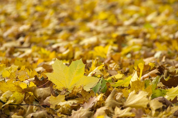 Buntes Laub im Herbstpark