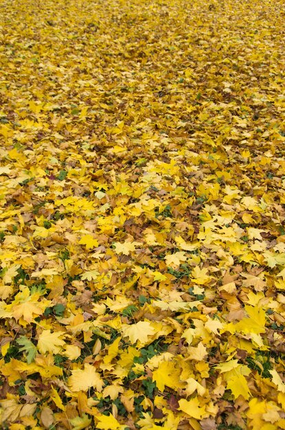 Buntes Laub im Herbstpark