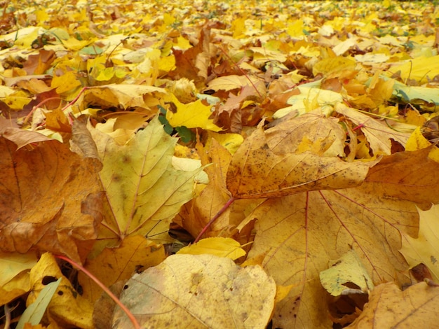 Buntes Laub im Herbstpark