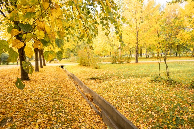 Buntes Laub im Stadtpark