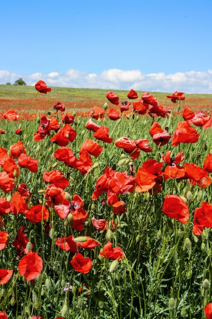 Buntes Mohnblumenfeld des szenischen Sommers