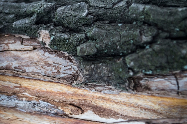 Buntes Moos und Flechten auf dem Rindenstamm Holz Eiche