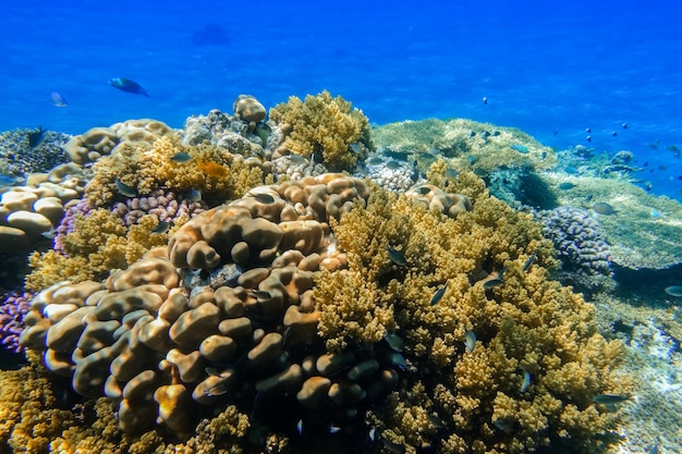 Buntes Riff mit Korallen und Fischen im blauen Meerwasser beim Tauchen in Ägypten