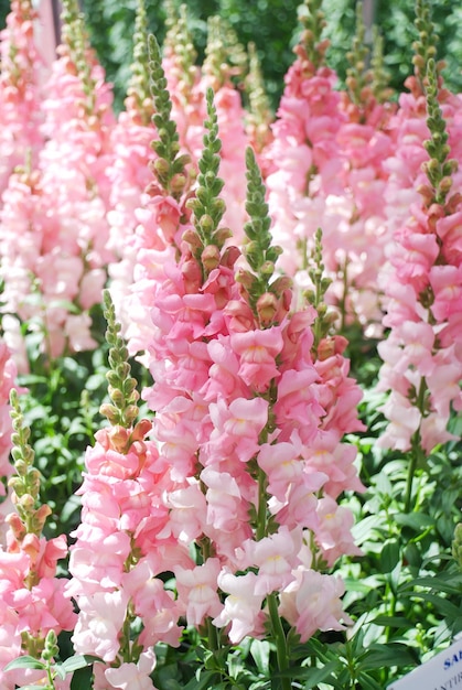 Foto buntes rosa snapdragon antirrhinum majus, das im gartenhintergrund blüht