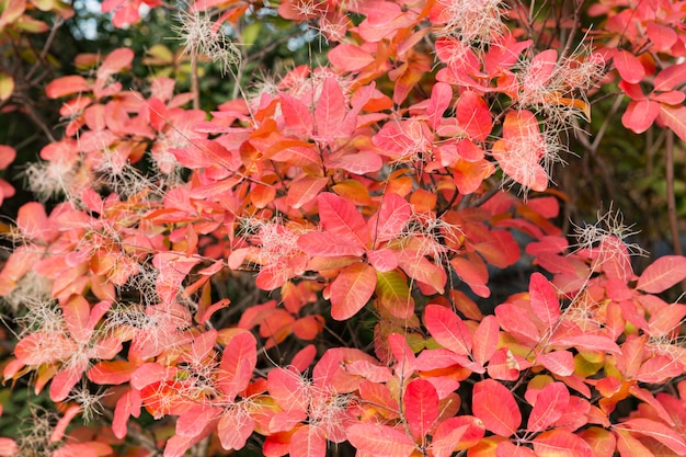 Buntes rotes Blatt des Herbstes unter dem Ahornbaum, Abschluss oben