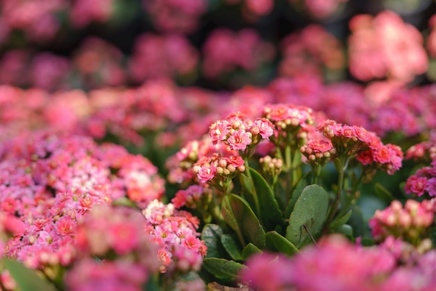 Foto buntes rotes kalanchoe