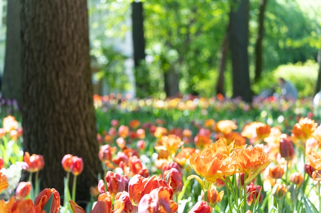 Foto buntes sortiment an blühenden blumen in einem sommergarten.