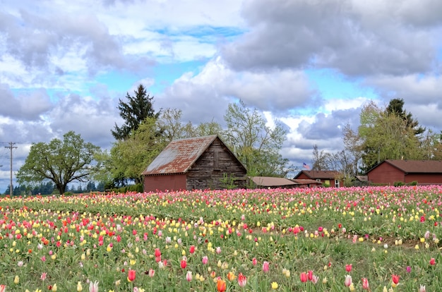 Buntes Tulpenfeld mit bewölktem Himmel