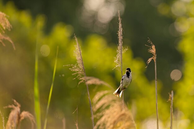 Bunting de junco comum sentado em um queixo contra um fundo de vegetação