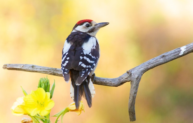 Buntspecht dendrocopos major Am frühen Morgen saß ein Jungvogel auf einem Ast