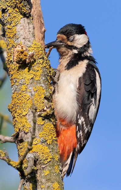 Buntspecht Dendrocopos major Der männliche Vogel meißelt den Stamm