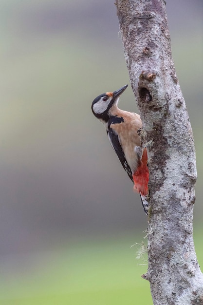 Buntspecht (Dendrocopos major) Leon, Spanien