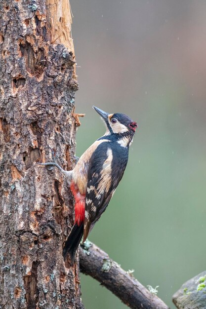 Buntspecht (Dendrocopos major) Leon, Spanien