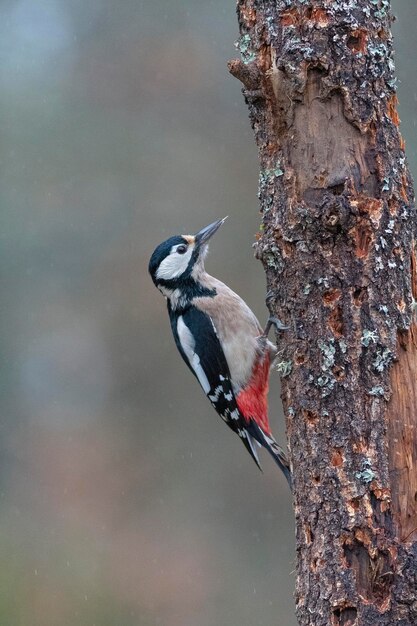 Buntspecht (Dendrocopos major) Leon, Spanien