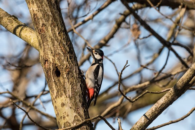 Buntspecht, Dendrocopos major, männlicher Vogel, der auf einem Baumstamm im Frühjahr sitzt
