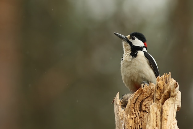 Buntspecht - (Dendrocopos major)