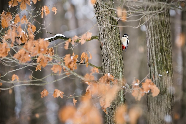 Buntspecht klettert im Herbst auf Baum