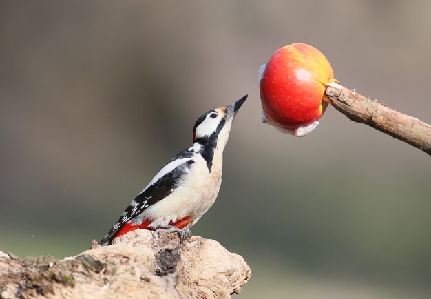 Buntspecht kommt zum Apfel. Nahaufnahme.