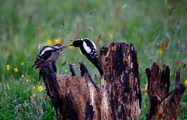 Buntspechtweibchen füttert eines seiner Jungtiere