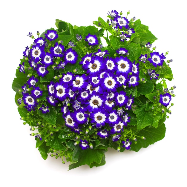 Buquê azul flores cineraria com folhas isoladas no fundo branco. Postura plana, vista superior