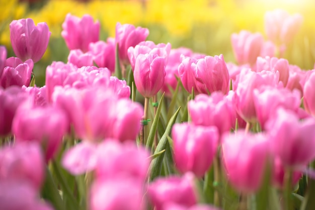 Buquê bonito de flores de tulipas cor-de-rosa em foco seletivo com fundo de tulipas amarelas